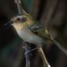 Ochre-faced Tody-Flycatcher - Photo (c) Luciano Bernardes, some rights reserved (CC BY-NC), uploaded by Luciano Bernardes