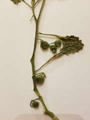 Solanum physalifolium