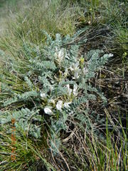 Astragalus dolichophyllus