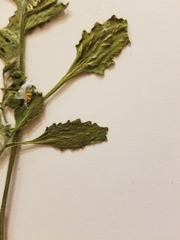 Solanum physalifolium