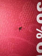 Culex quinquefasciatus