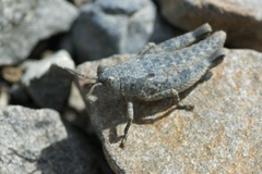 Brachaspis nivalis