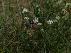 Zygaena rhadamanthus