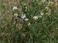 Zygaena rhadamanthus