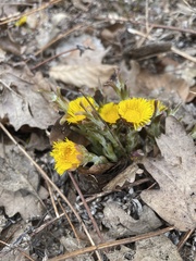 Tussilago farfara