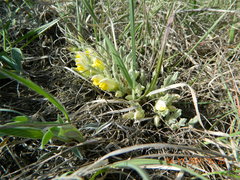 Cymbaria borysthenica