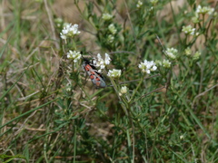 Zygaena rhadamanthus