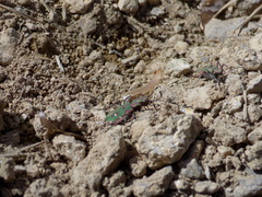 Cicindela