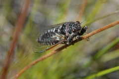 Maoricicada cassiope