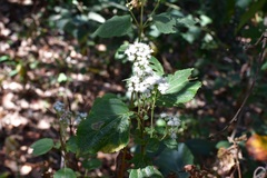 Ageratina vernalis