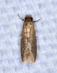 Phaeoses sabinella