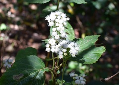 Ageratina vernalis