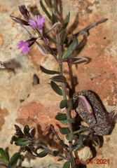 Polygala rupestris