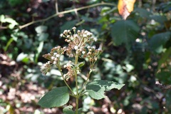 Ageratina vernalis