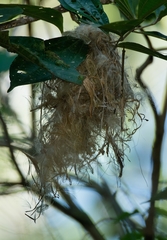 Todirostrum chrysocrotaphum