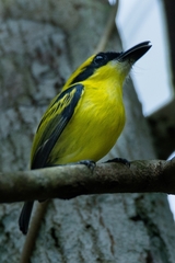 Todirostrum chrysocrotaphum