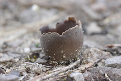 Dissingia leucomelaena