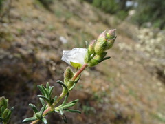 Cistus umbellatus