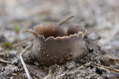 Dissingia leucomelaena