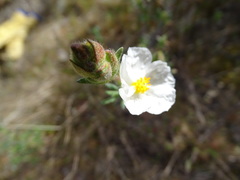 Cistus umbellatus