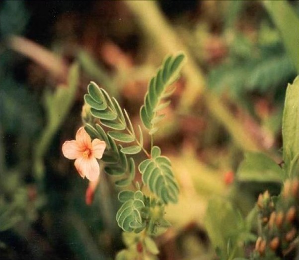 slender rushpea