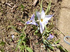 Ipheion