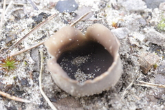 Dissingia leucomelaena