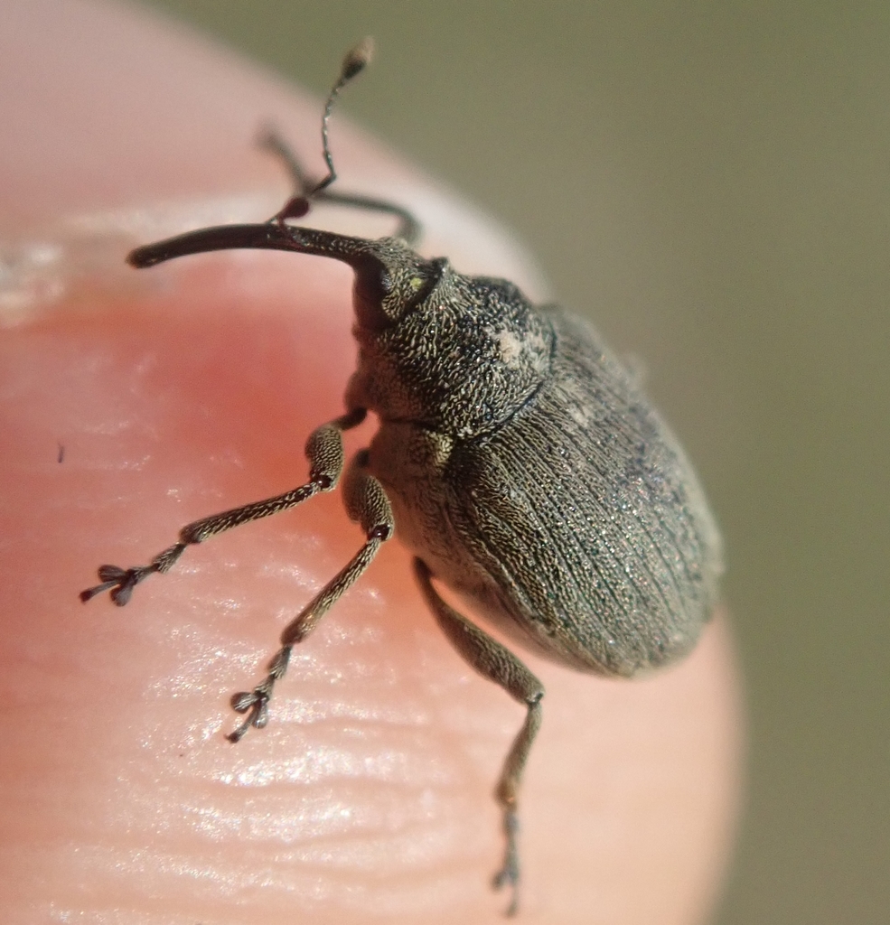 Ceutorhynchus napi