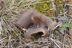 Dissingia leucomelaena