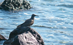 Anous stolidus galapagensis