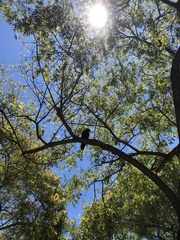 Corvus brachyrhynchos