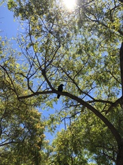 Corvus brachyrhynchos