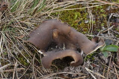 Dissingia leucomelaena