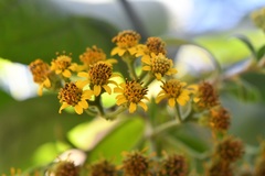 Verbesina pleistocephala