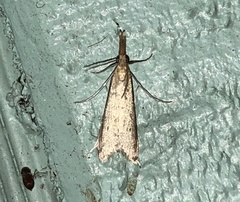 Donacaula maximellus