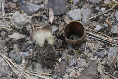 Dissingia leucomelaena