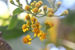 Verbesina pleistocephala