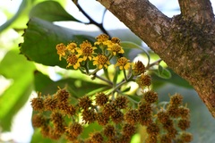 Verbesina pleistocephala