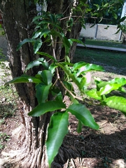 Thouinia paucidentata