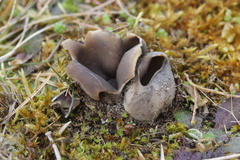 Dissingia leucomelaena