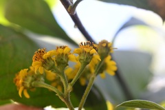 Verbesina pleistocephala