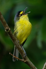 Todirostrum poliocephalum