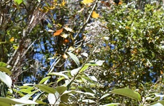 Vernonanthura patens