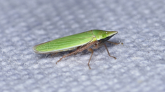 Draeculacephala bradleyi