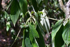 Cornus disciflora