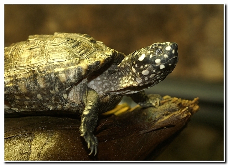 Geoclemys