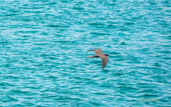 Anous stolidus galapagensis