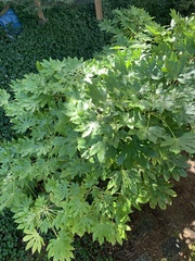 Fatsia