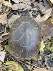 Kinosternon subrubrum