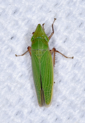 Draeculacephala bradleyi